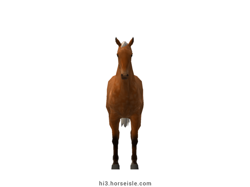 American Saddlebred Bright Wild Bay Silver Coat (front view)